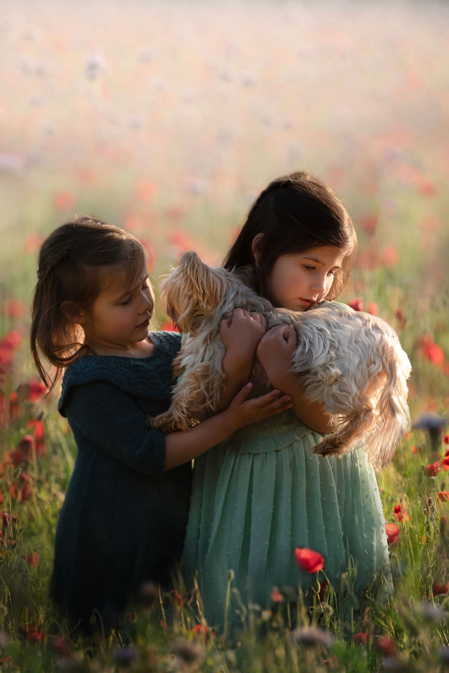 Children and dog share tender moments together in a field of red poppies at sunset.