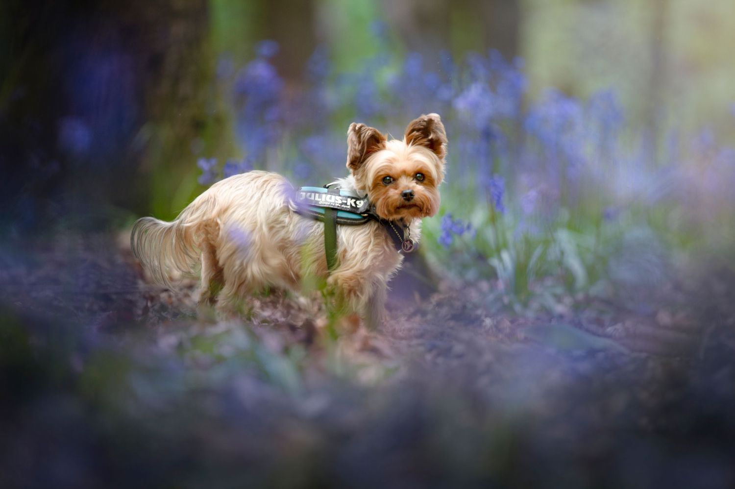 Yorkshire terrier resting among purple wildflowers in soft focus natural setting.