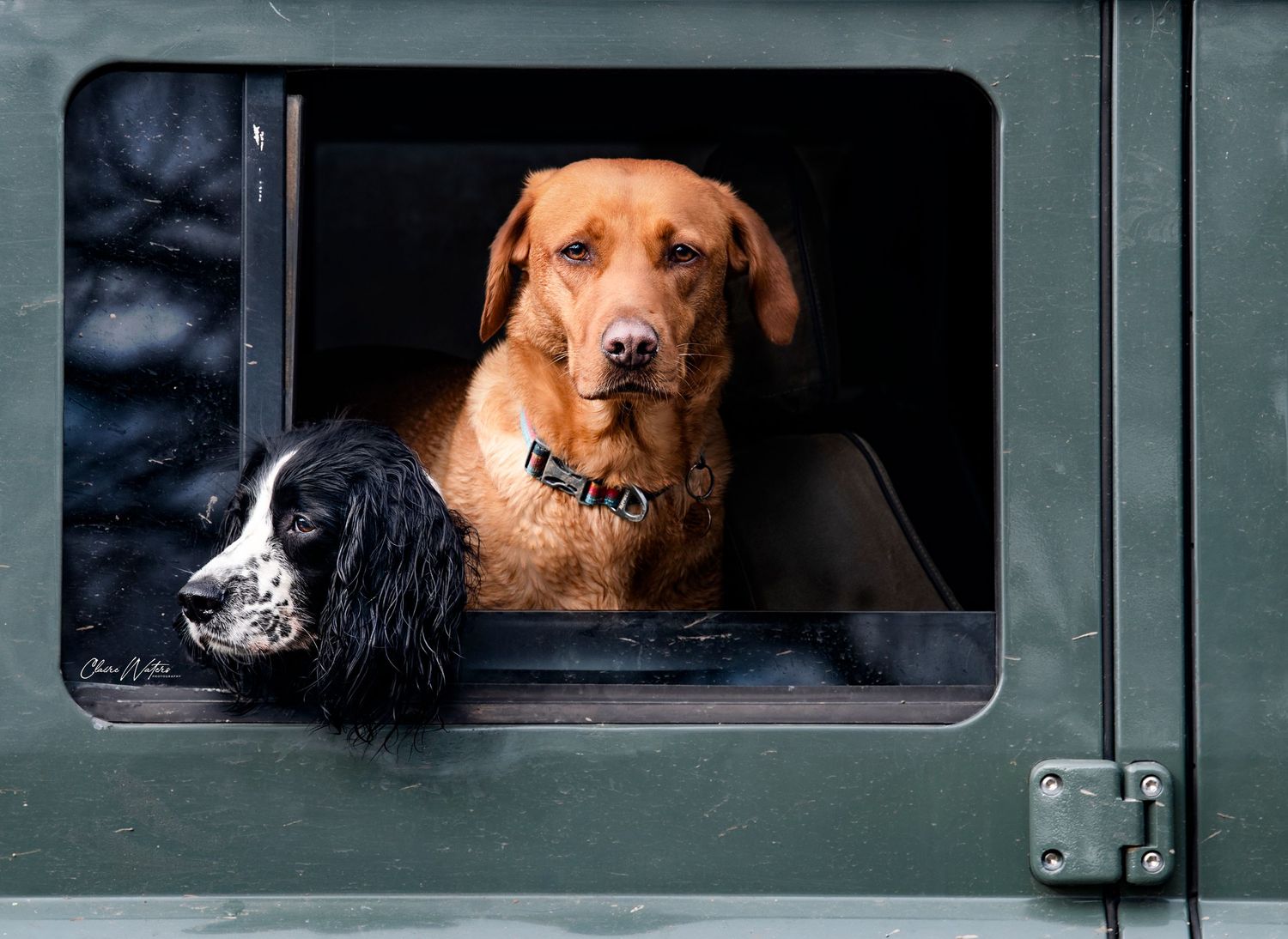 two dogs looking out of a land rover explorer, in a beautiful portrait, Labrador and Welsh border collie