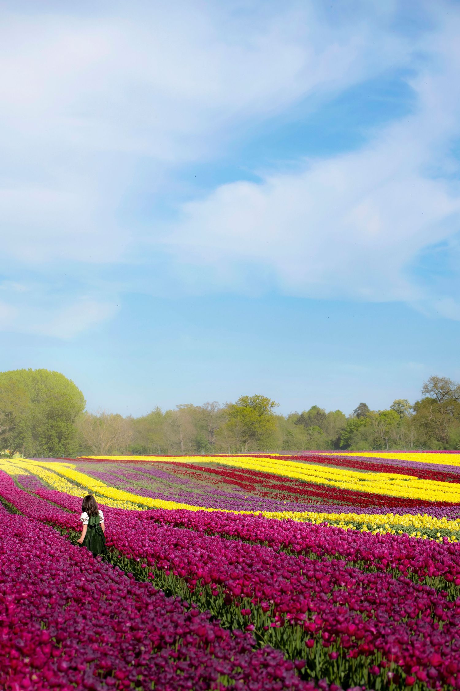 Person walking through vibrant rows of pink, purple, and yellow tulip fields under a blue sky.