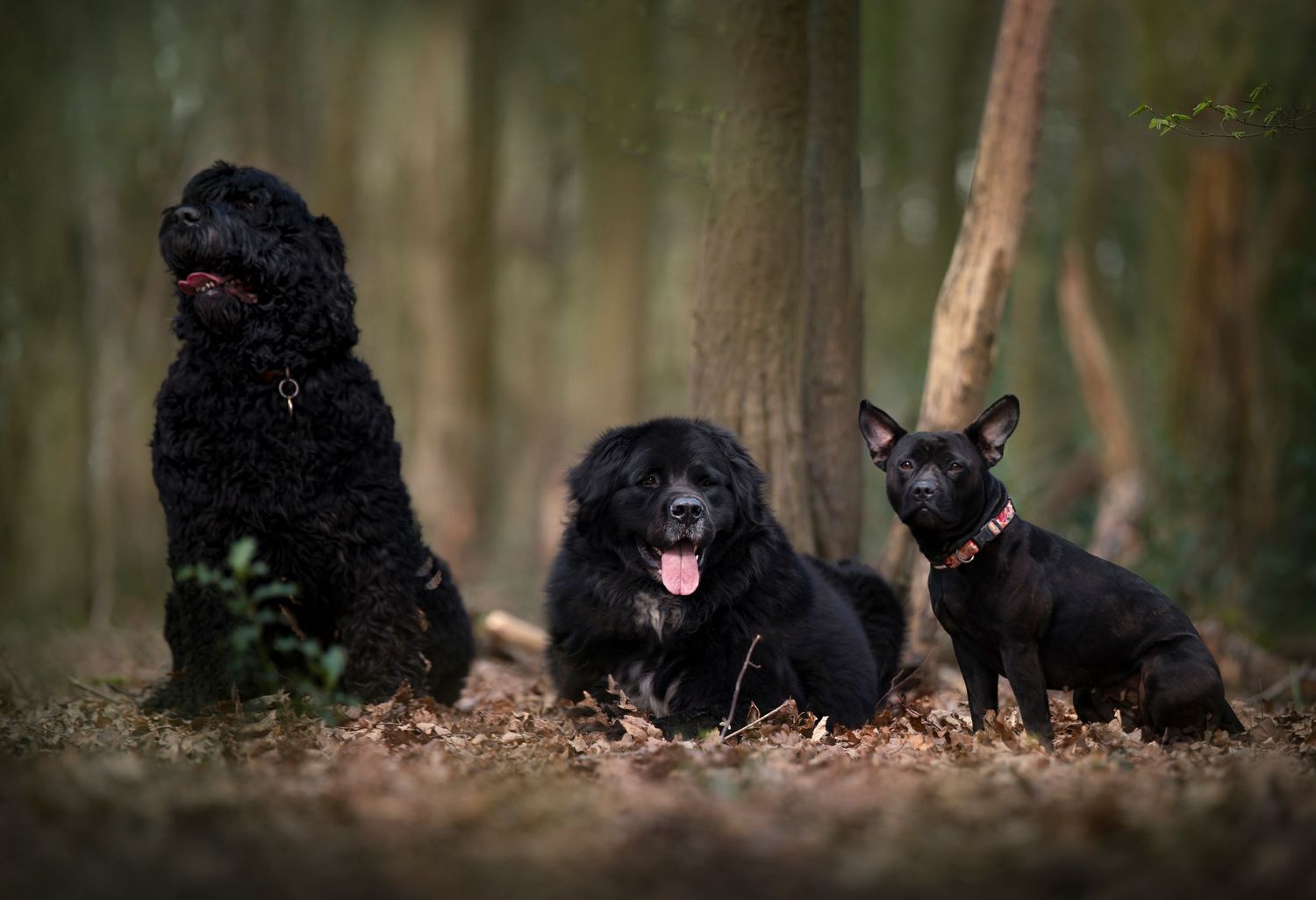 Row of black poodles sitting attentively in a dark forest setting.