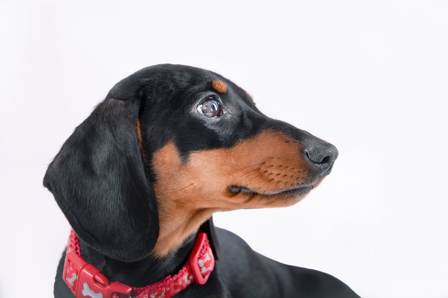 Close-up profile of a black and tan dachshund wearing a red collar.