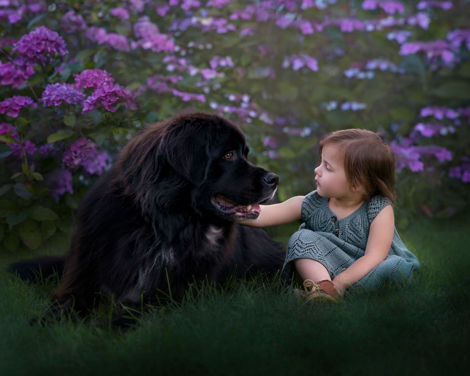 A gentle Newfoundland dog and child sitting together in a garden surrounded by blooming purple flowers.