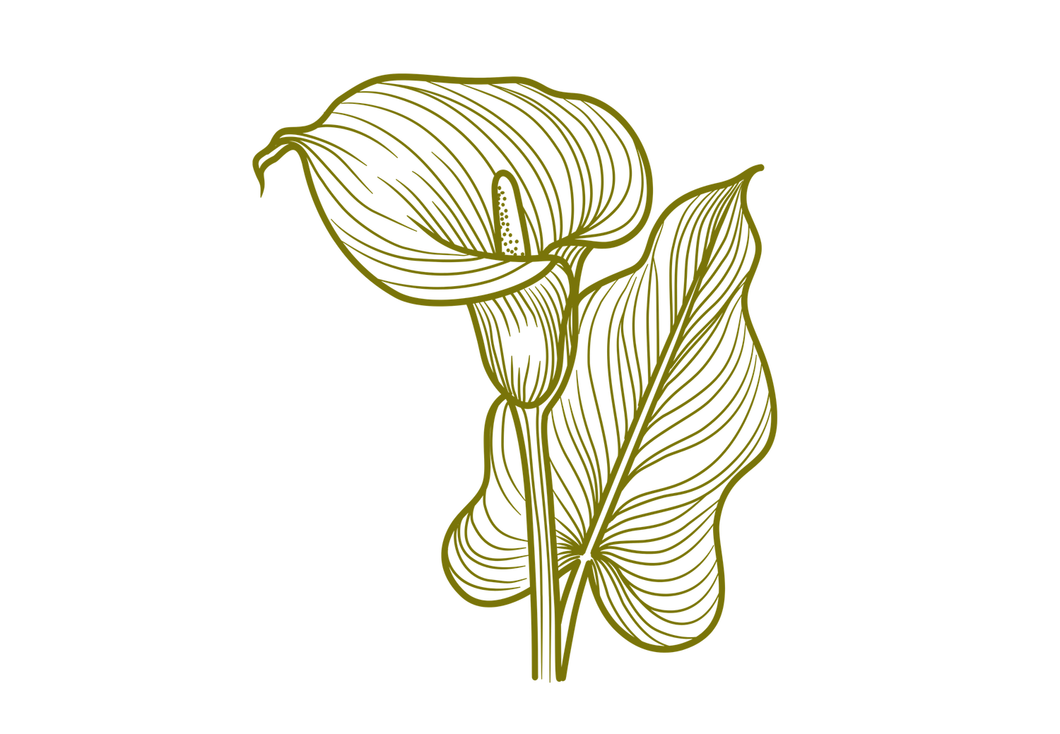 Olive green line art illustration of elegant calla lily flowers with detailed leaf veining on white background.