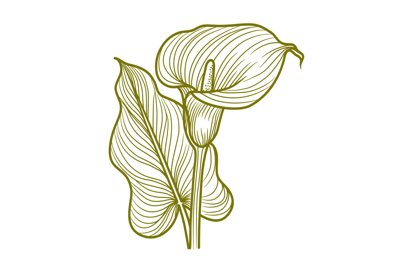 Elegant olive green line art illustration of calla lily flowers with detailed leaves on white background.