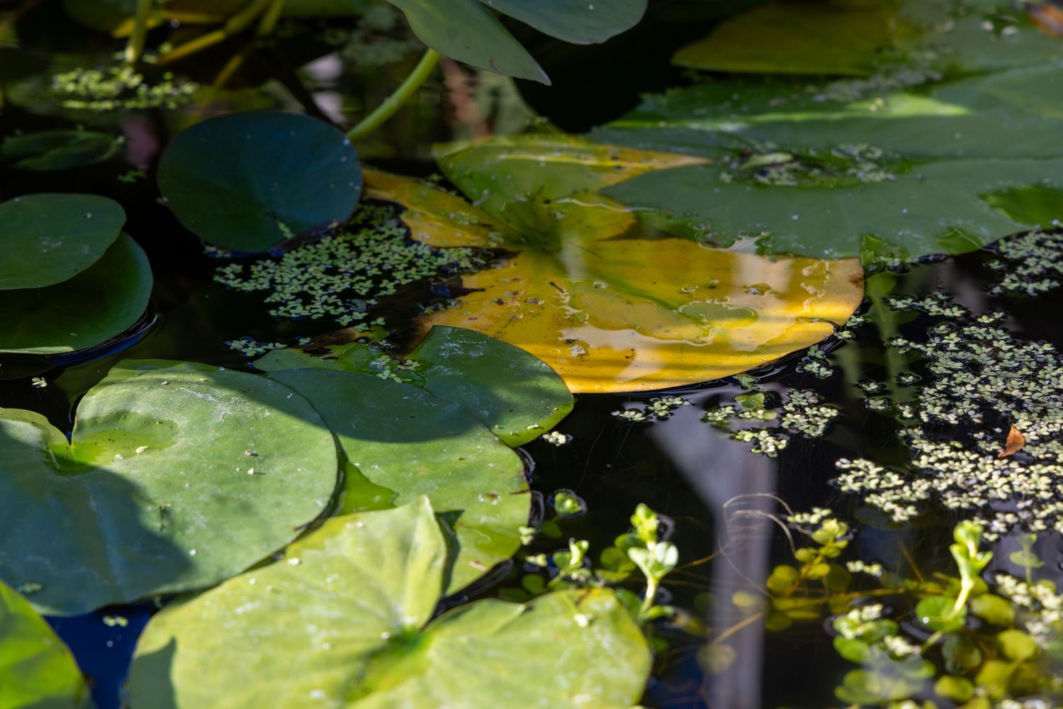 Series of lily pads and aquatic plants floating on still water in a pond.