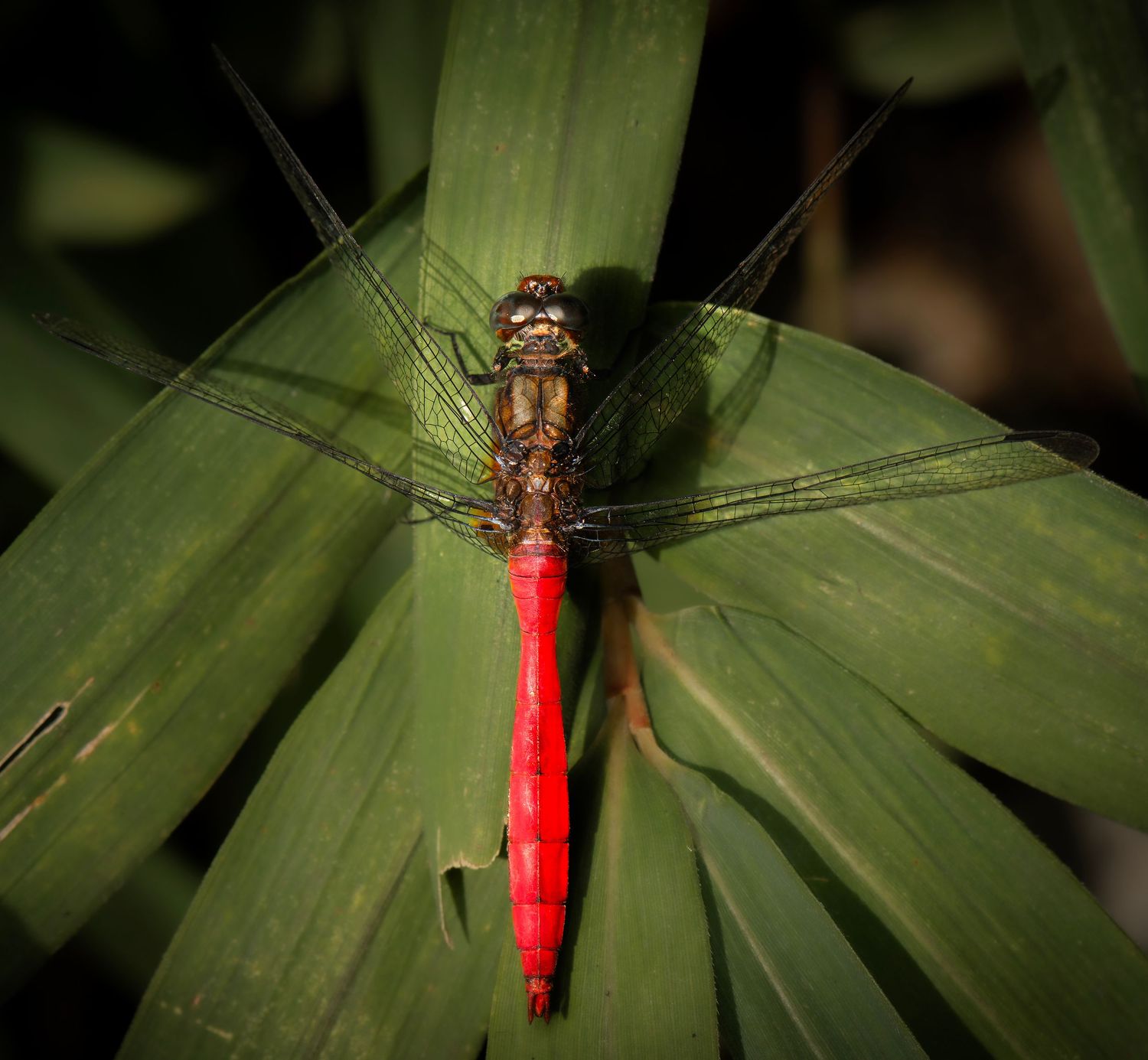 A vibrant red dragonfly perched on lush green leaves, showcasing its striking crimson abdomen and delicate wings.