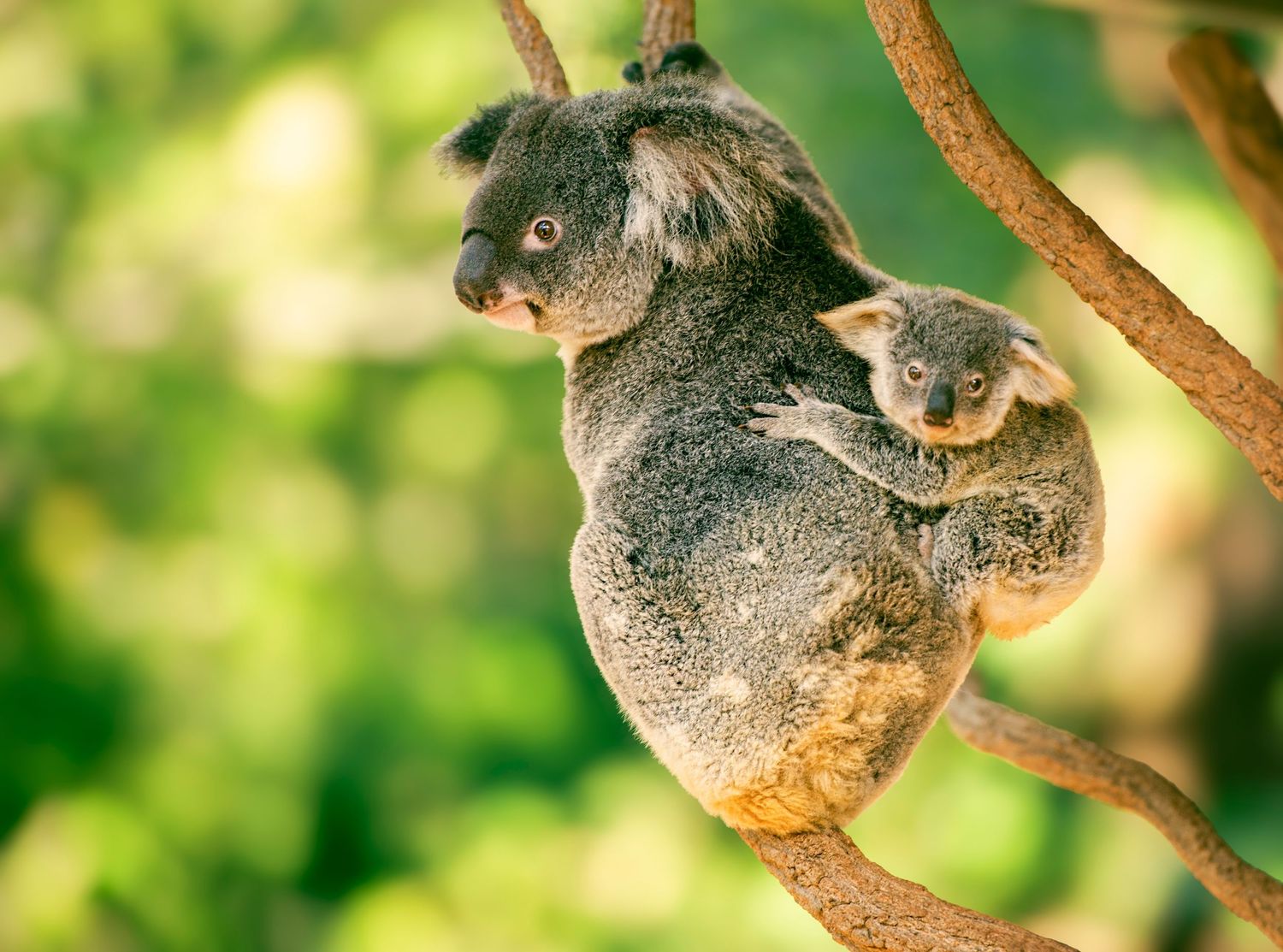 A mother koala and her baby joey clinging to a eucalyptus tree branch in a lush green forest.