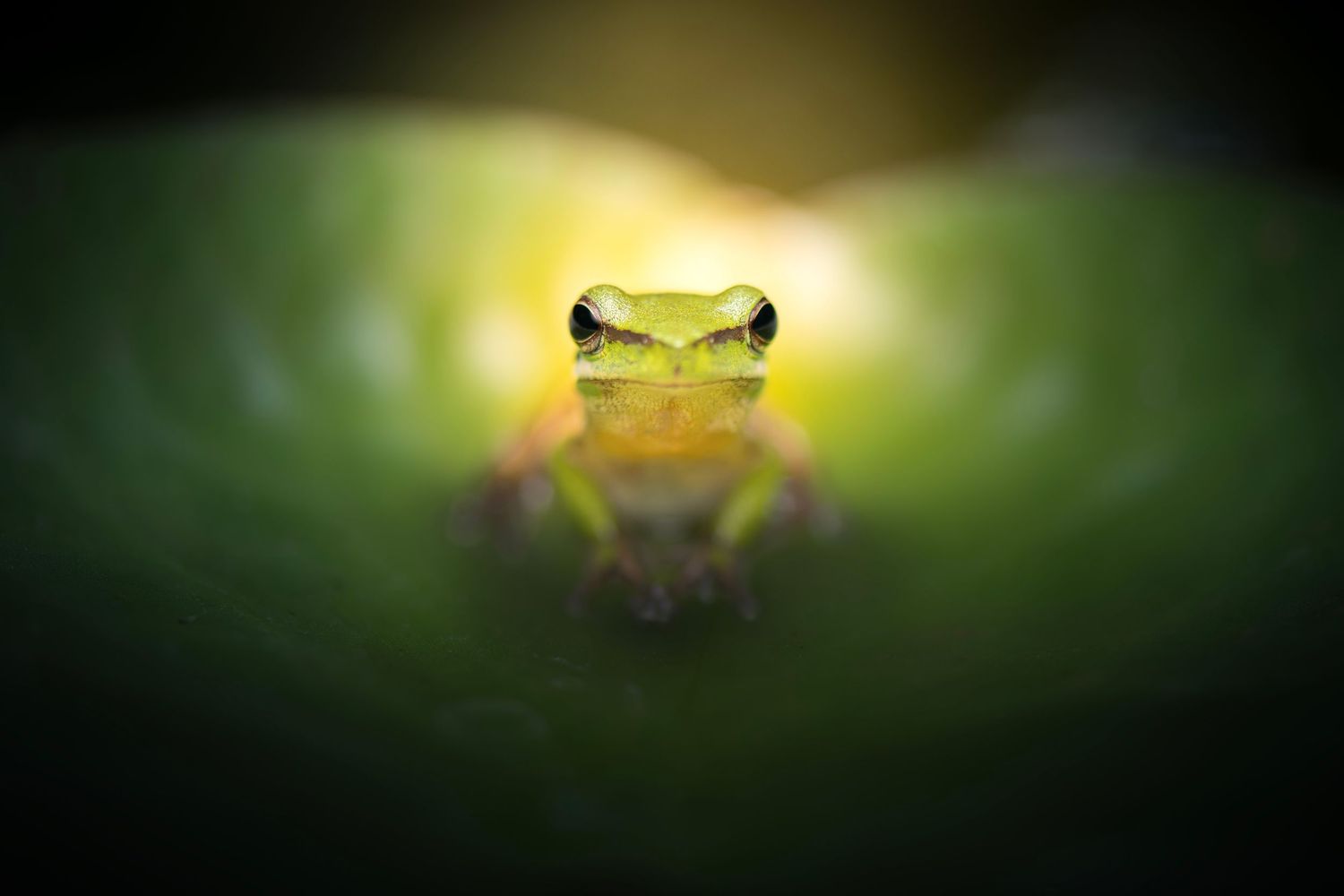 A tiny green tree frog peers over the edge of a large leaf in a lush tropical environment.