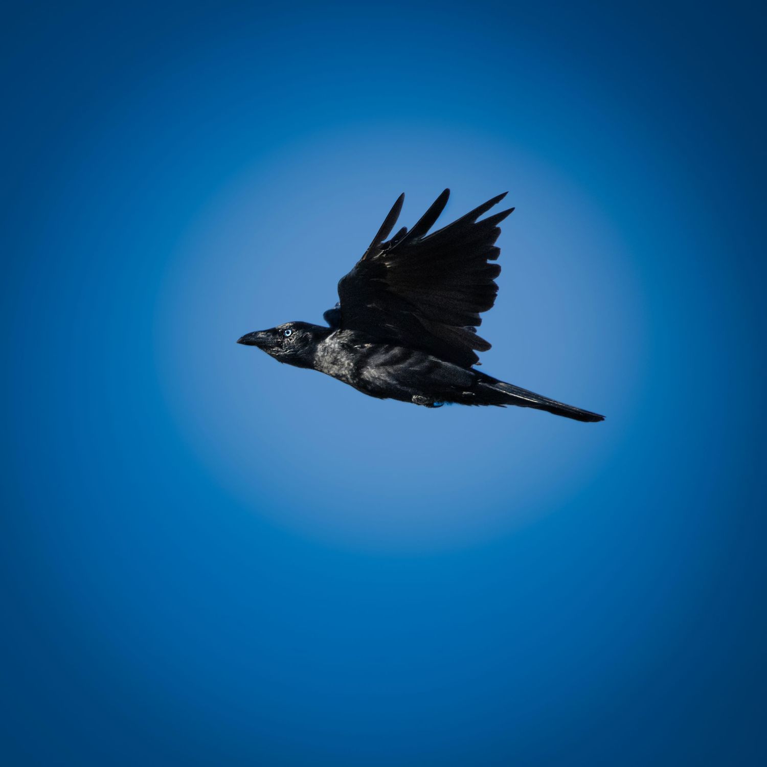 A black crow soaring through a clear blue sky with wings spread wide in graceful flight.