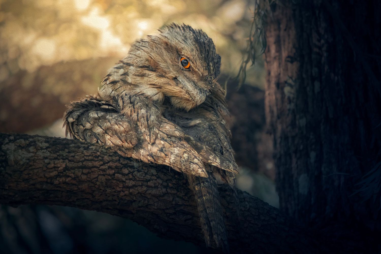 A tawny frogmouth bird perches on a tree branch, blending with bark in moody, warm-toned forest light.