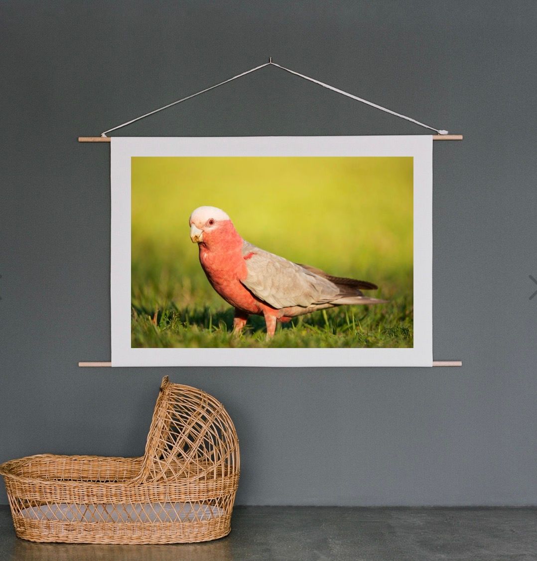 A vibrant galah parrot with pink and grey plumage stands on green grass, displayed as wall art in a modern room.