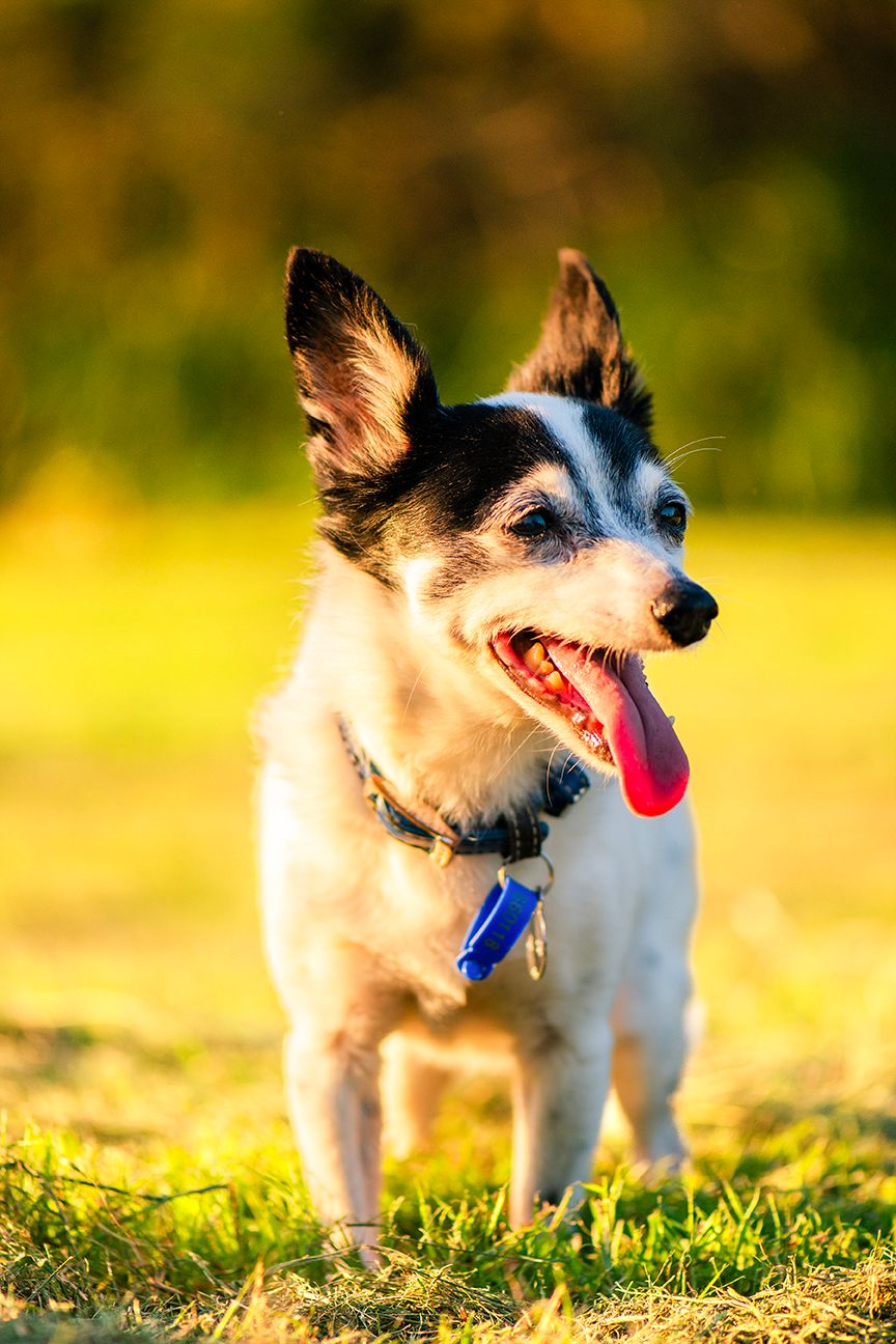 A happy small black and white dog with tongue out stands on green grass in warm sunlight wearing a blue collar tag.