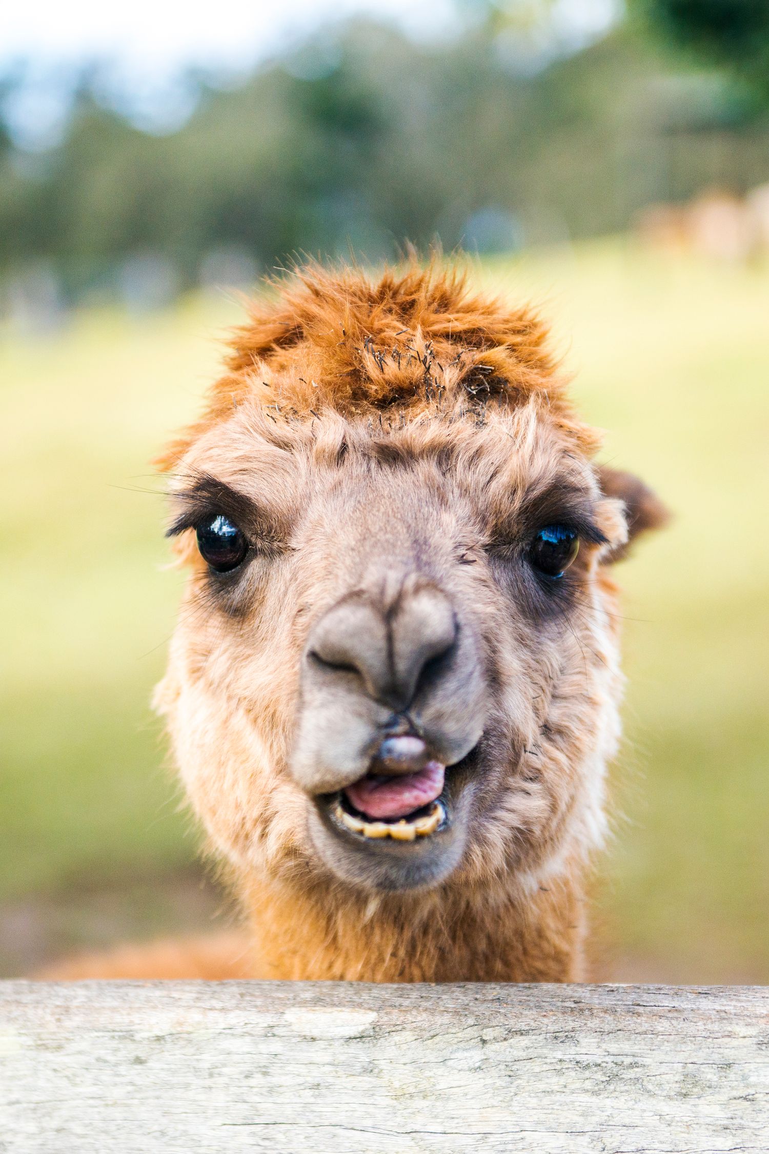 Close-up portrait of a funny brown alpaca with fluffy hair peeking over a wooden fence.