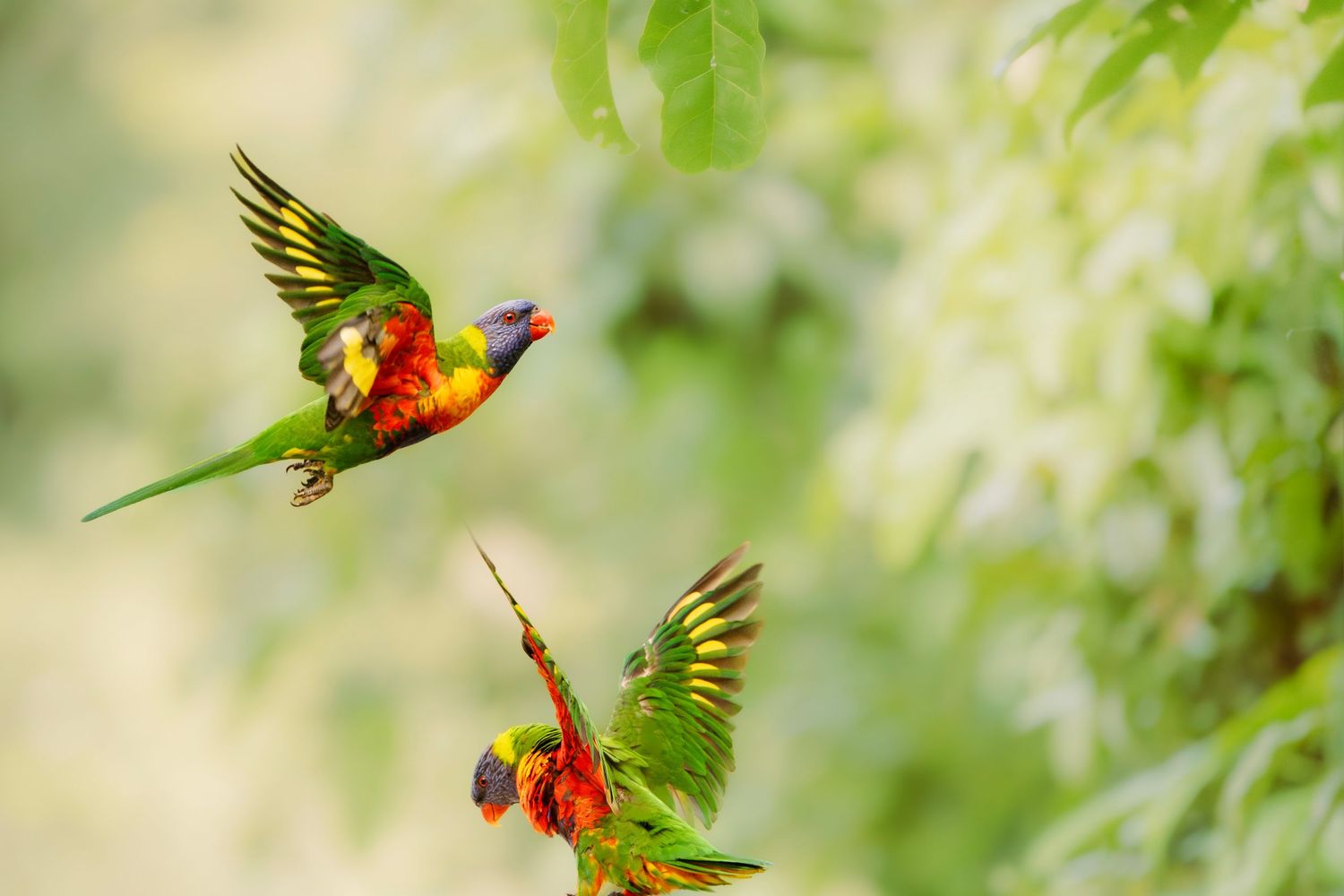 Two vibrant rainbow lorikeets in flight with spread wings against a soft green bokeh background.