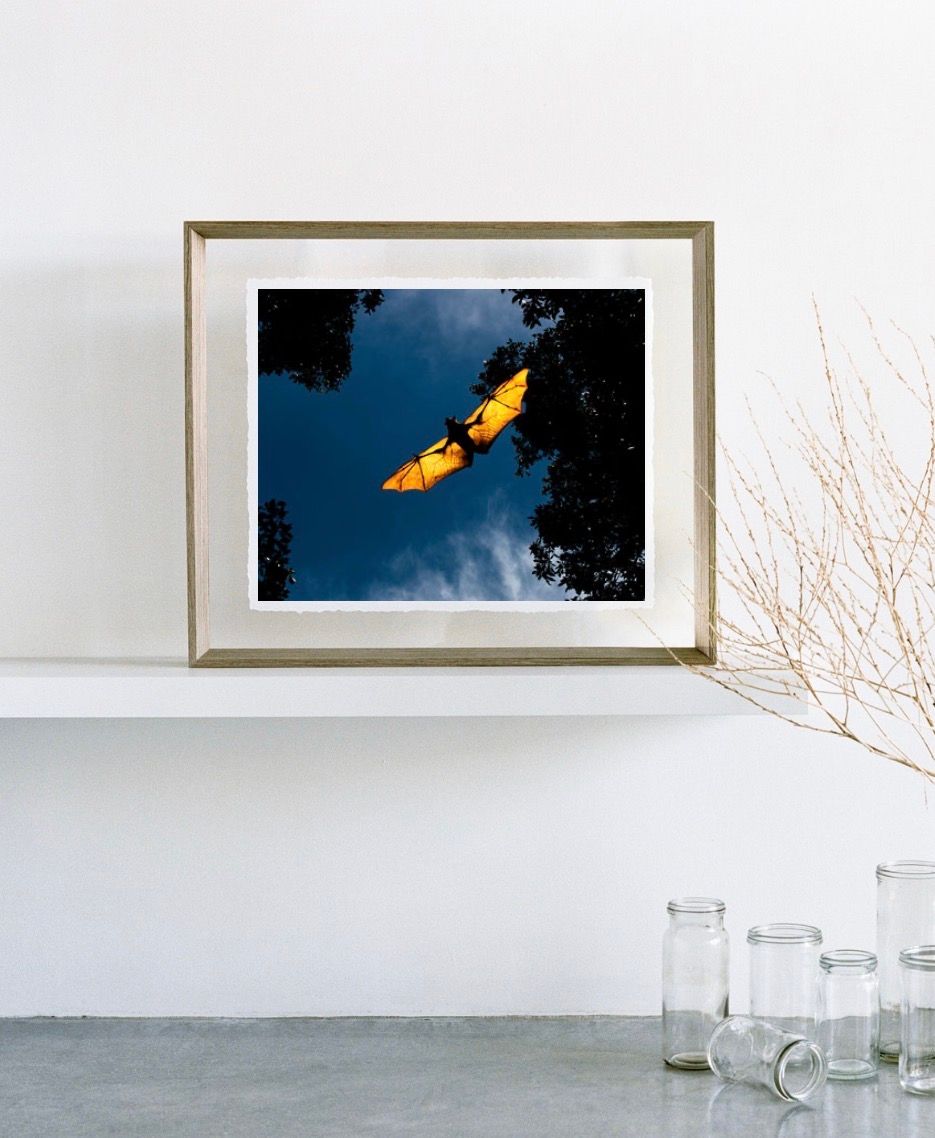 Framed photo of a bat in flight against blue sky, displayed on white shelf with glass jars and dried branches.