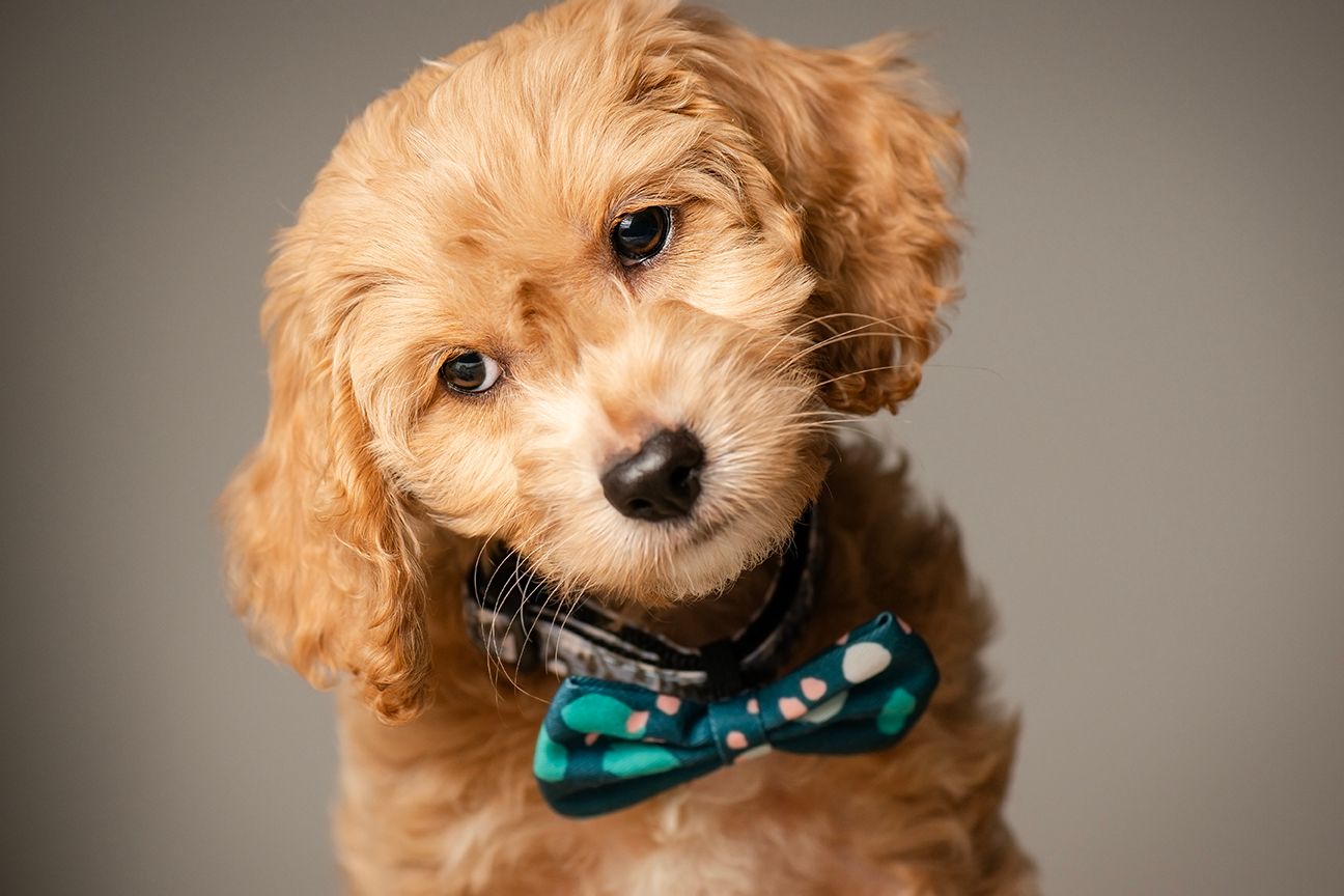 Cute goldendoodle puppy wearing a blue collar tilts head in multiple playful poses against neutral background.