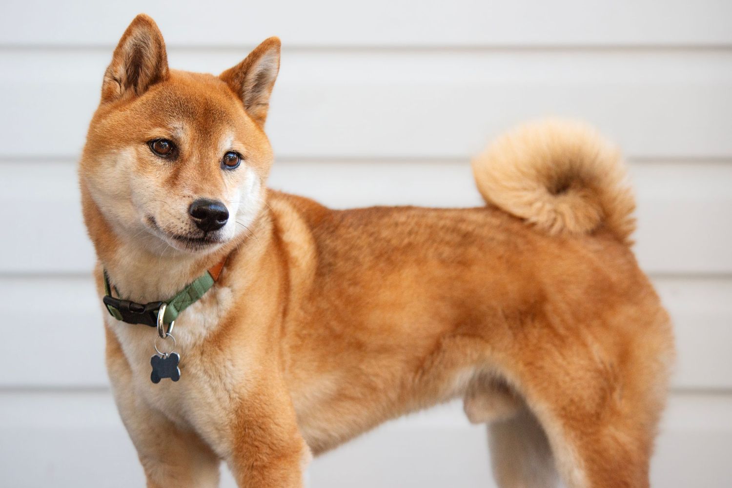 A series of profile views showing a red Shiba Inu dog with pointed ears and curled tail against a white background.