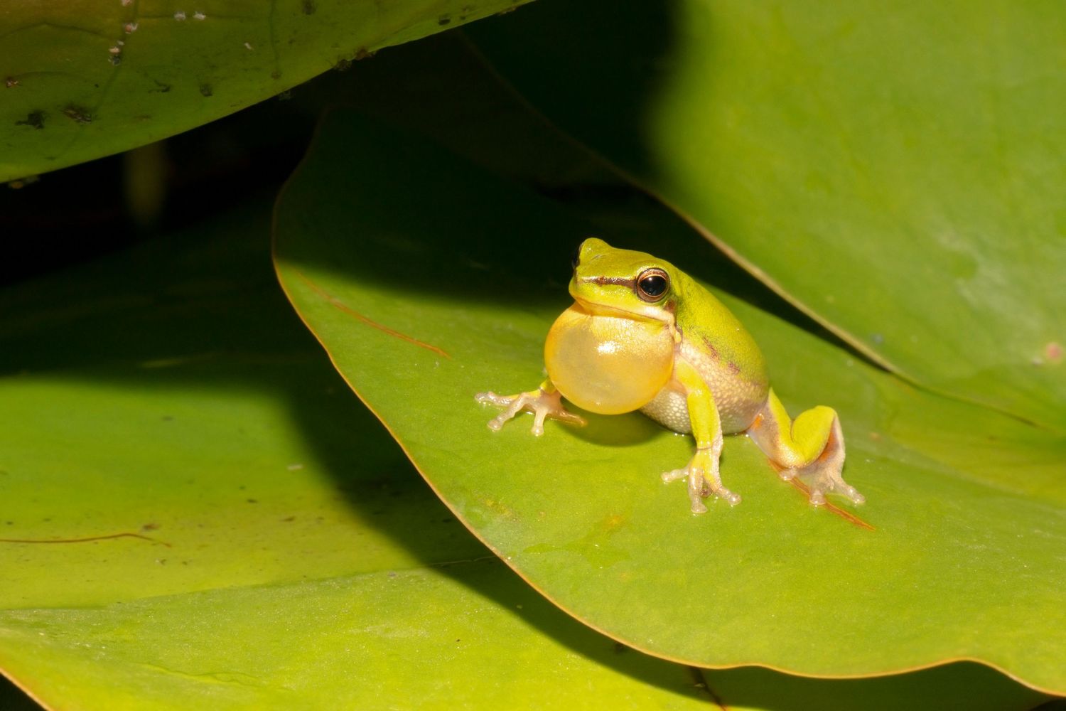 A small yellow tree frog sits on a green lily pad, showcasing its vibrant color and delicate features.