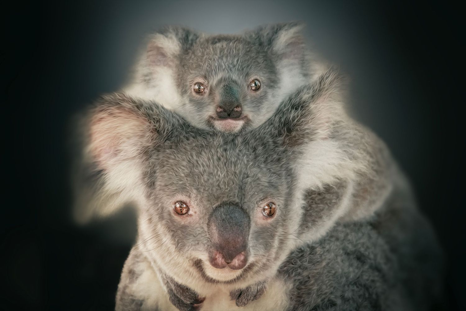 A mother koala bear with her baby joey clinging to her back, both looking forward against a dark background.