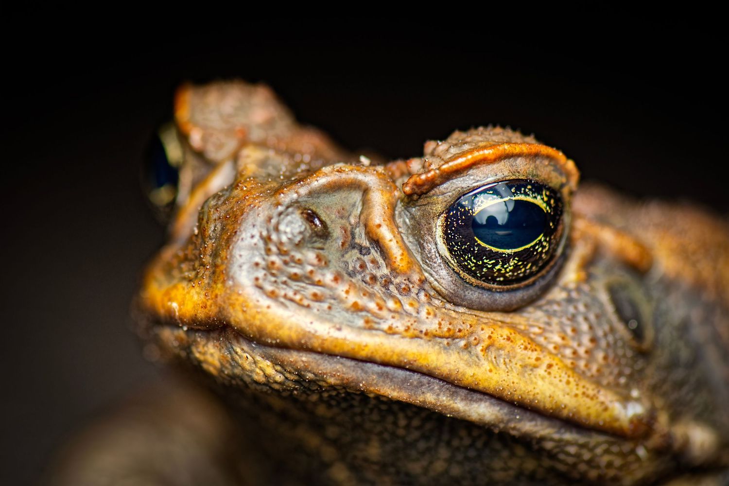 Close-up portrait of a cane toad with striking blue-green eye detail against a dark background.