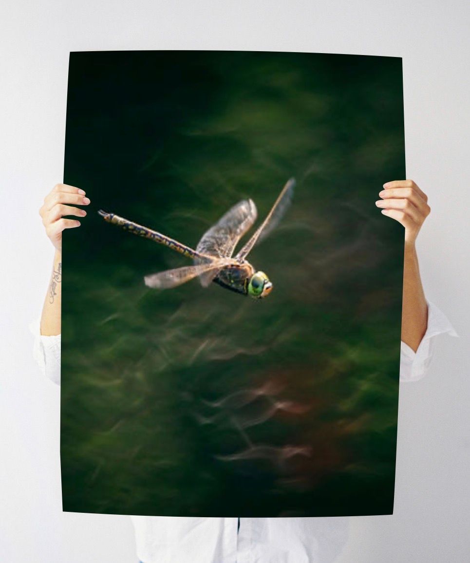 Person holding a large print photo of a dragonfly in flight against a dark green water background.