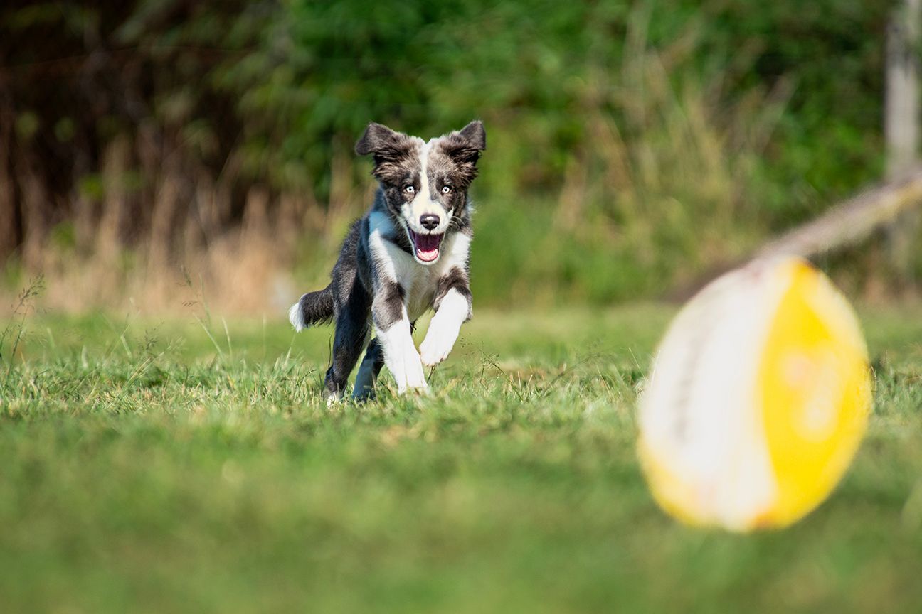 A Border Collie puppy runs eagerly across green grass chasing a yellow ball during outdoor playtime.