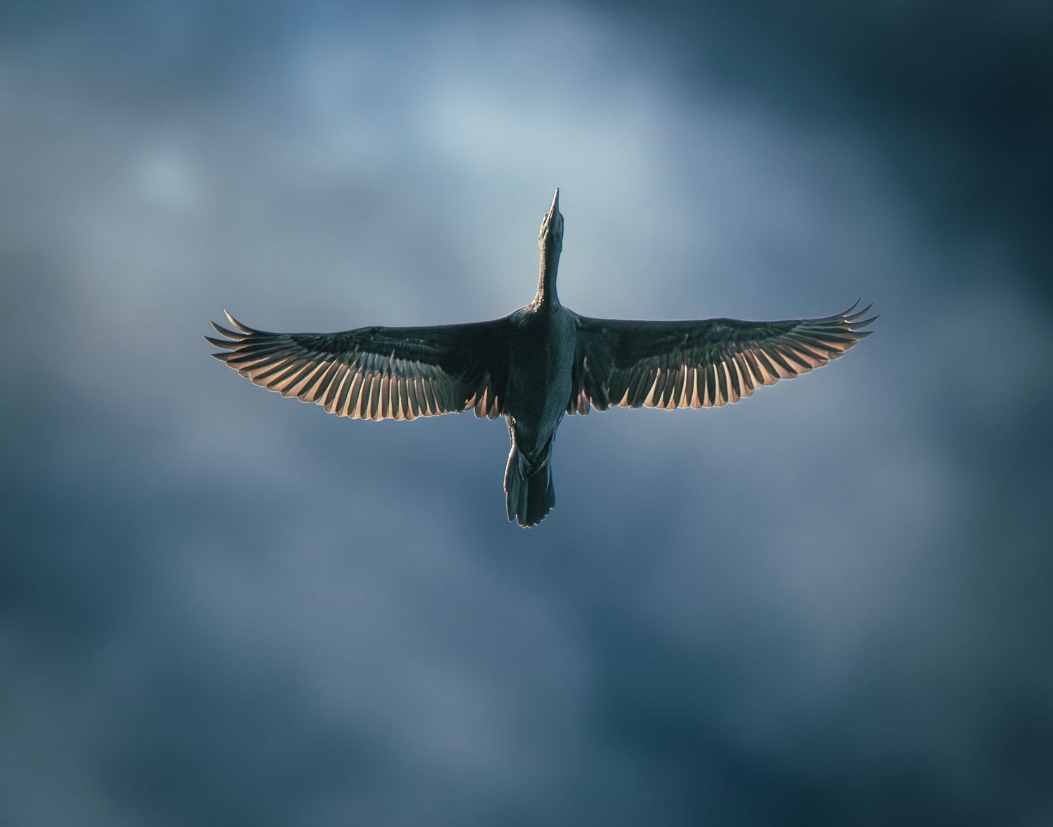 A dark cormorant soars with wings fully spread against a dramatic cloudy sky, viewed from below.