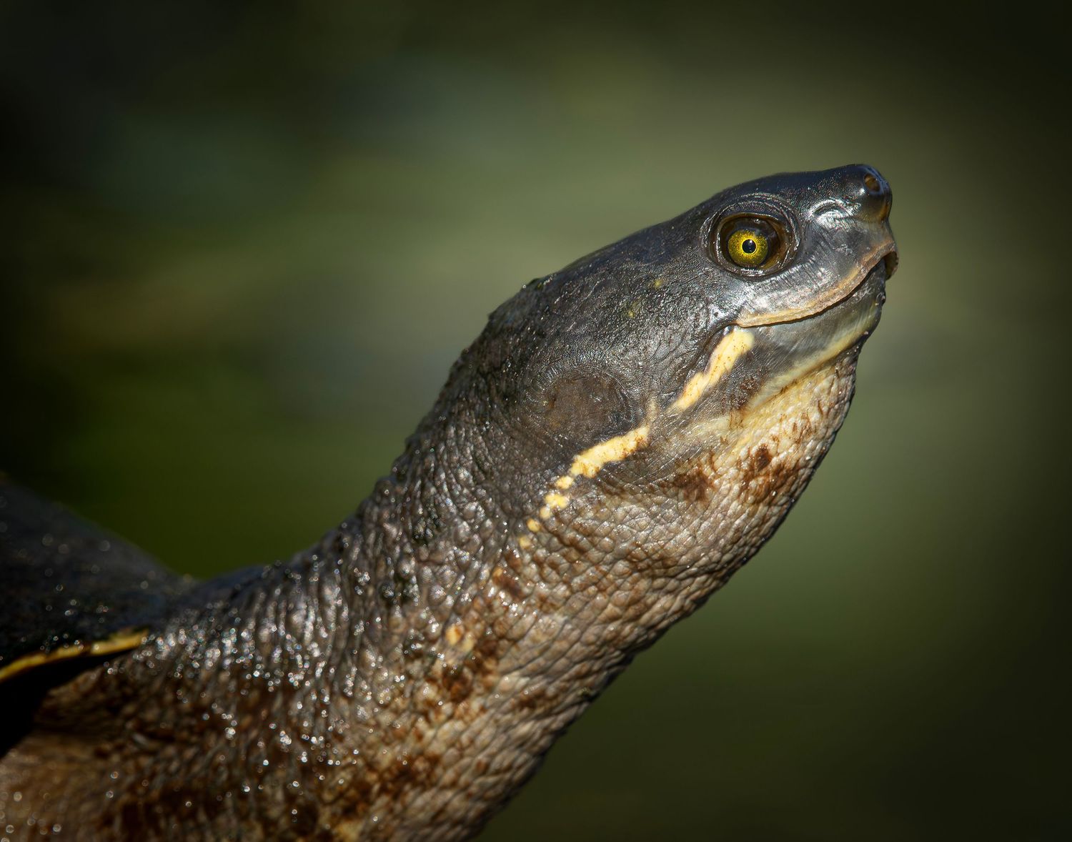 Close-up portrait of a Murray short-necked turtle with yellow markings, glossy scales, and golden eye against green background.