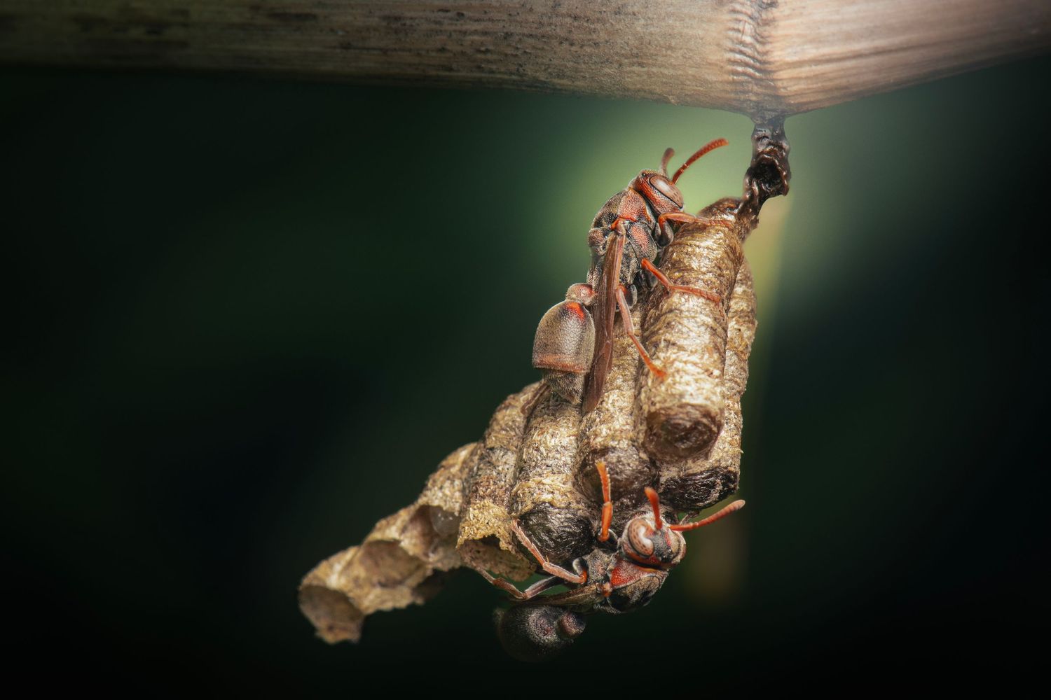 Close-up of wasps tending to a small paper nest hanging from a branch against a dark green background.