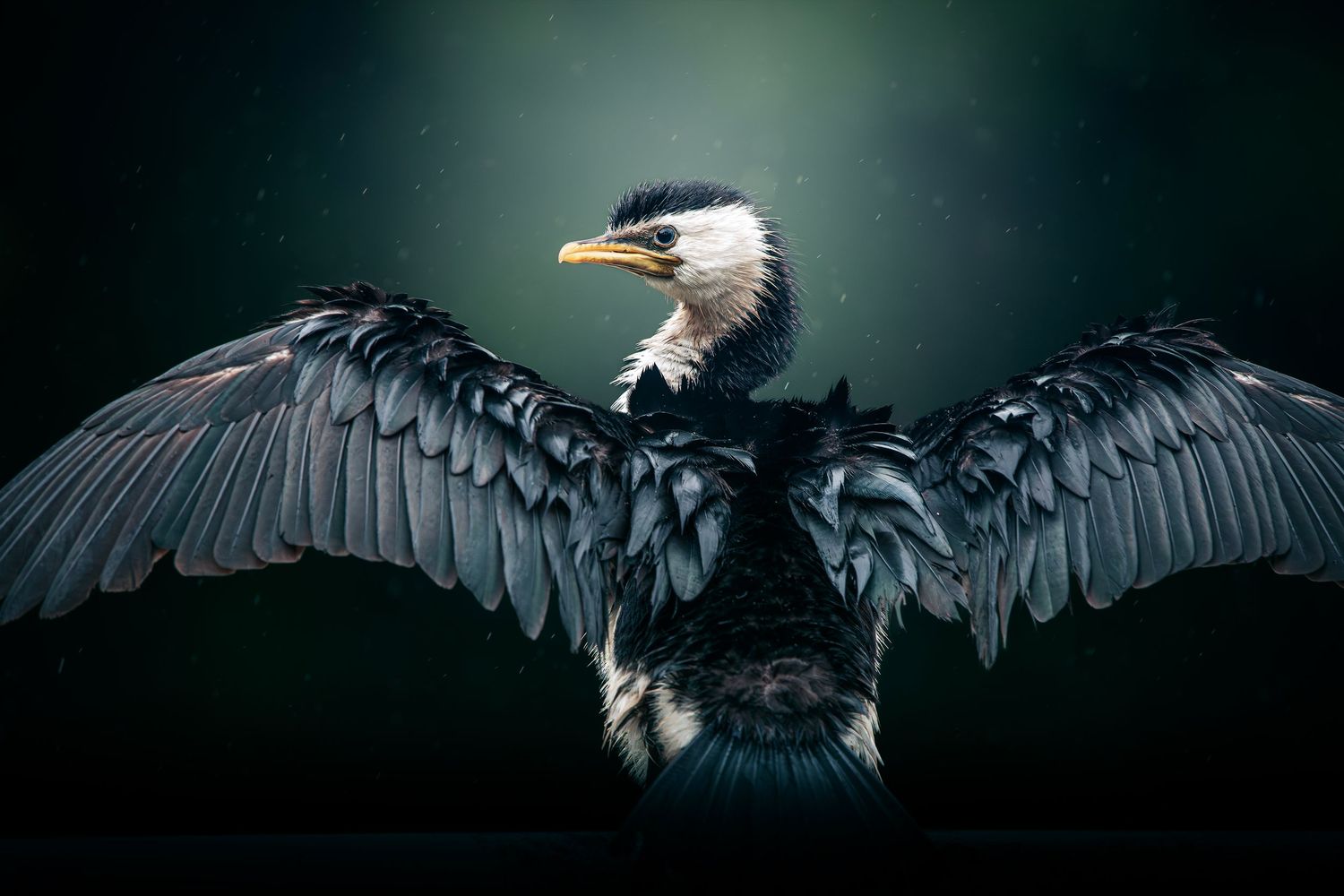 A majestic cormorant spreads its dark wings wide against a deep teal background in a dramatic studio portrait.