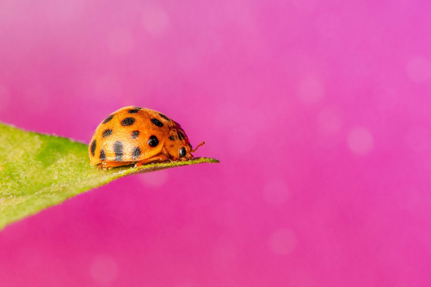 A vibrant orange ladybug with black spots perched on a green leaf against a bright pink bokeh background.