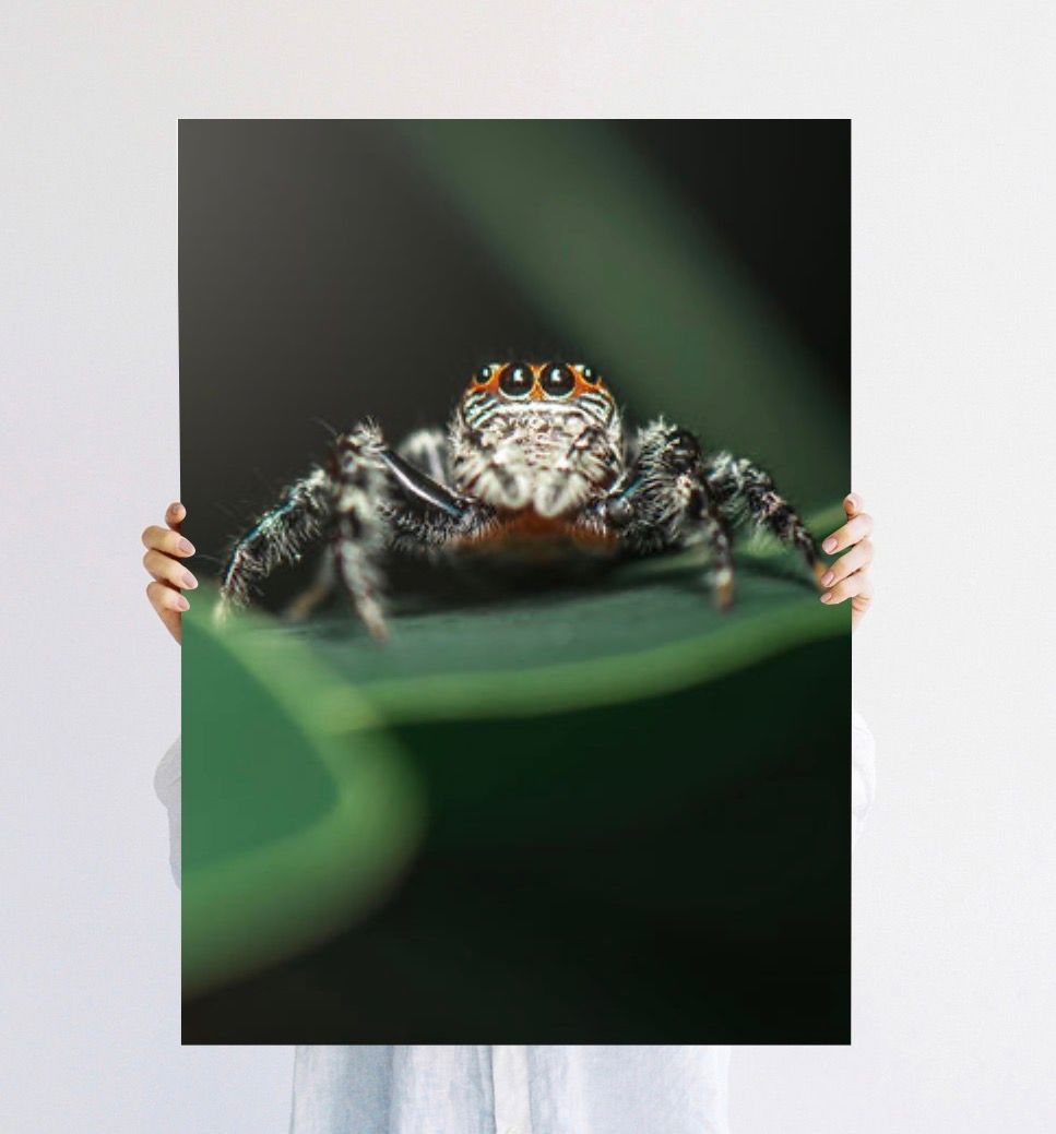 Close-up macro photo of a jumping spider with bright red eyes perched on a green leaf.