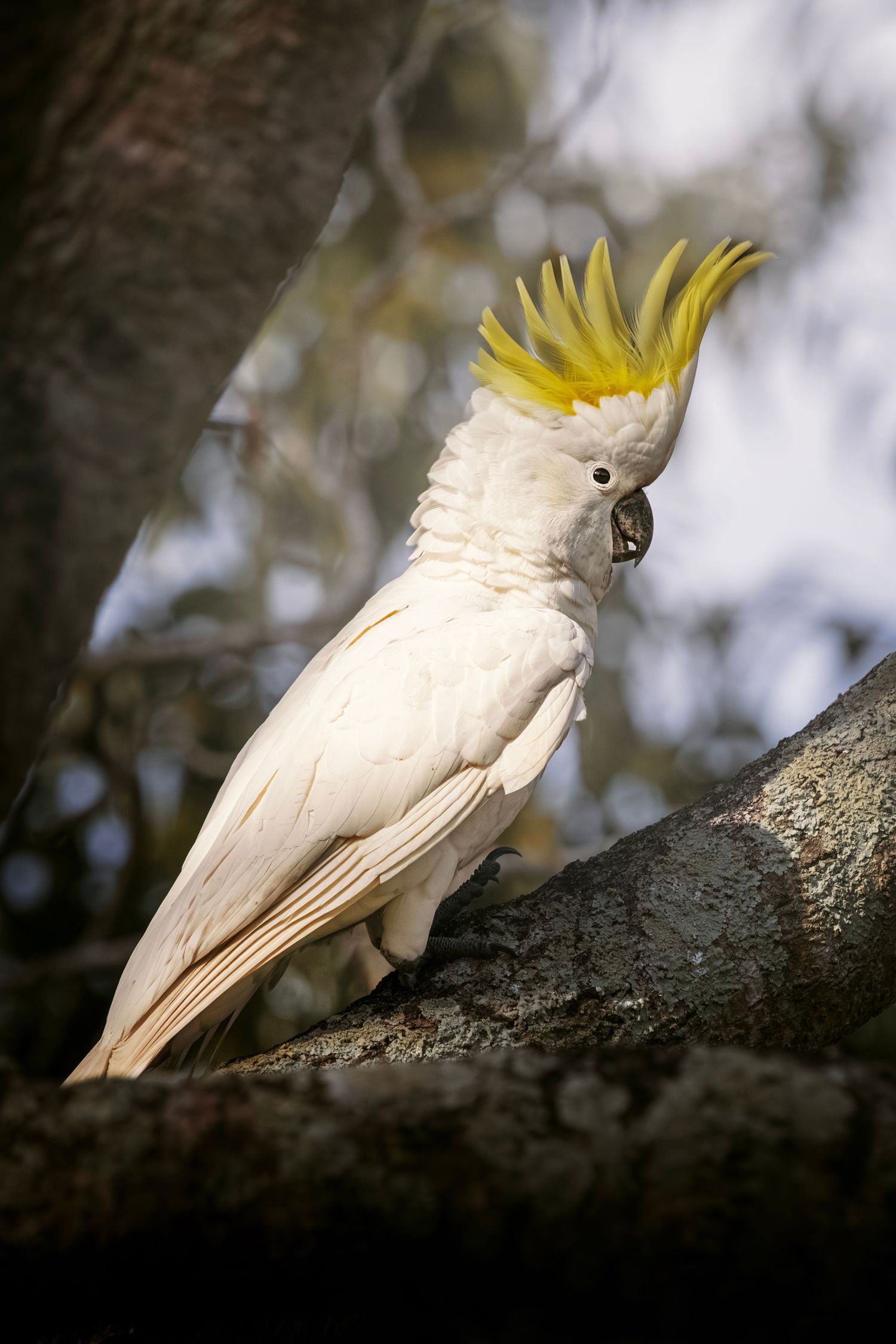 A white sulphur-crested cockatoo with bright yellow crest perched on a tree branch in natural Australian bushland.