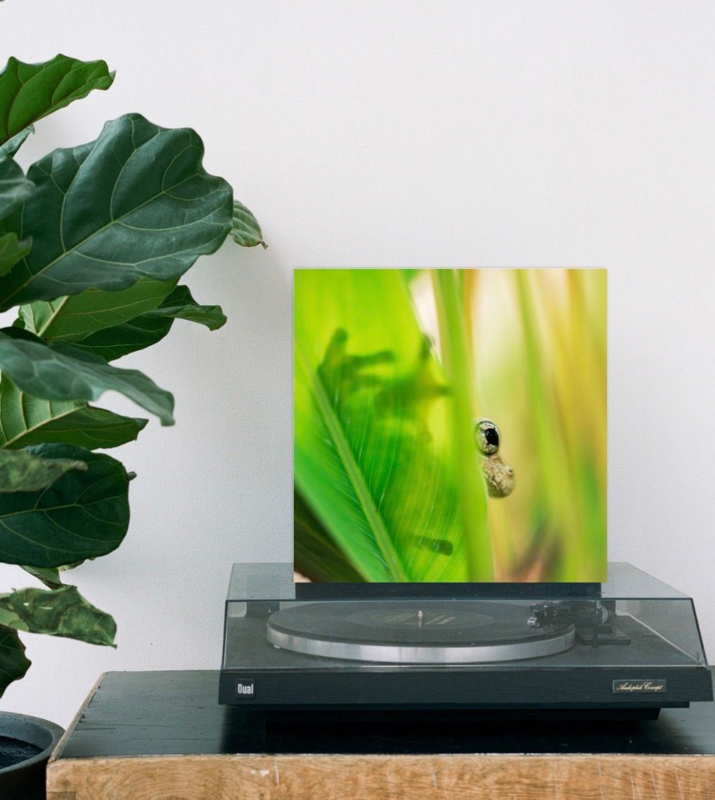 A vinyl record with green botanical macro photography leans against a turntable beside a lush fiddle leaf fig plant.