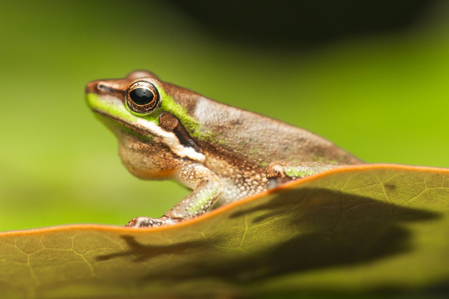 A small brown tree frog perched on a large green leaf in its natural habitat.