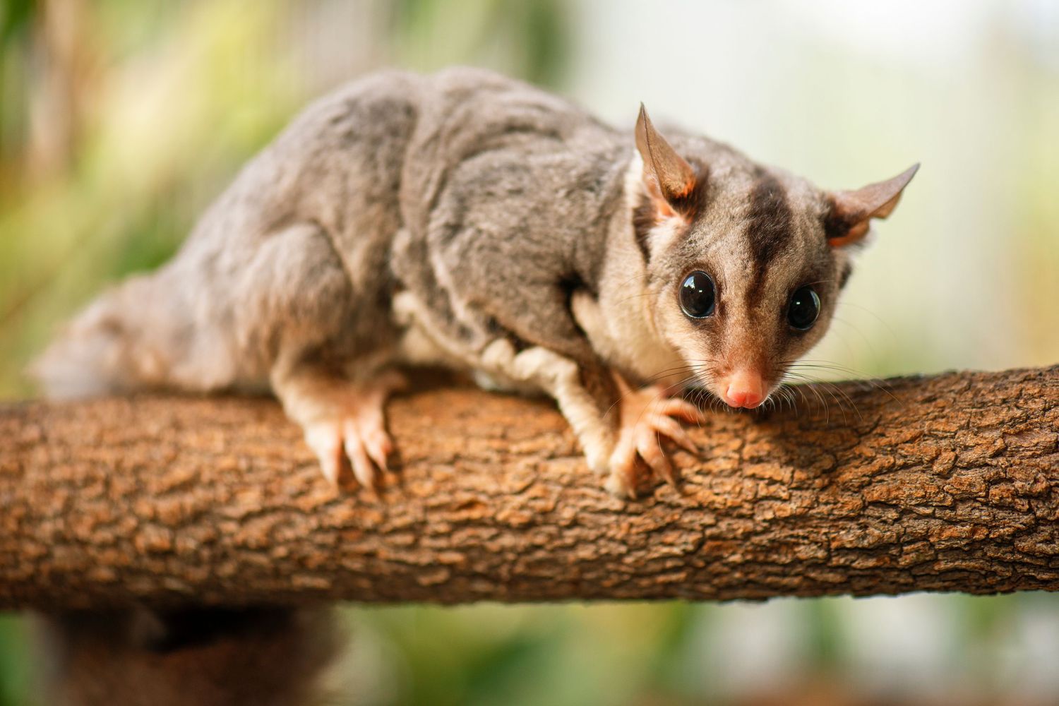 Series of photos showing a sugar glider climbing along a branch in close-up detail.