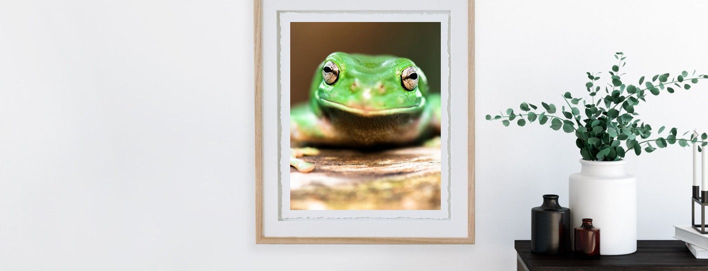 A framed print of a vibrant green tree frog close-up, displayed on a wall above a dark shelf with plants.