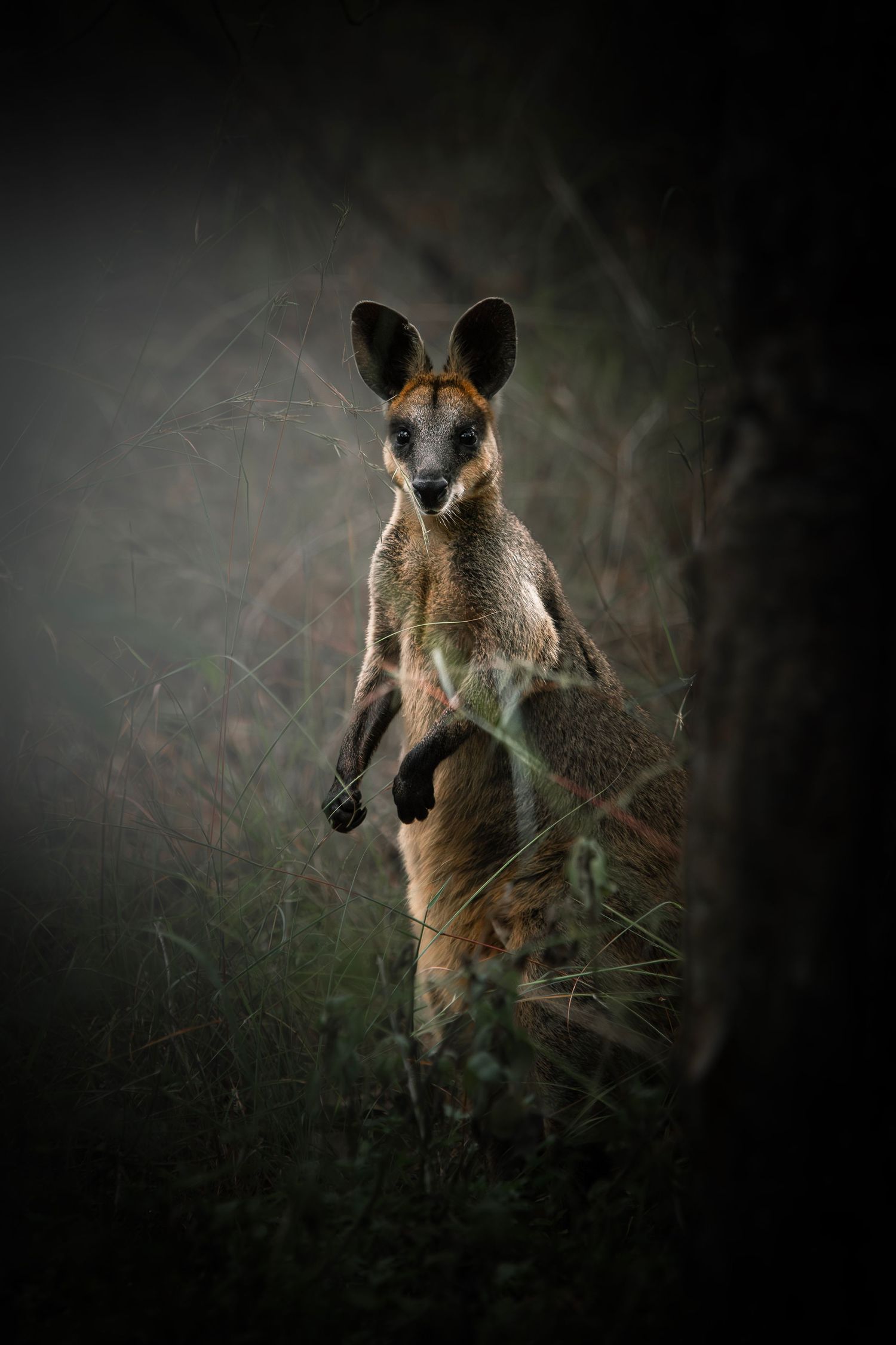 A wild wallaby stands alert in dark Australian bushland, illuminated against shadowy grass and trees.