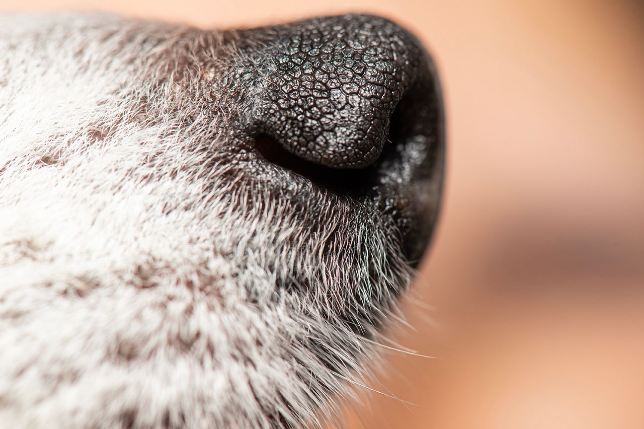 Extreme close-up series showing dog nose and whisker details in soft lighting.