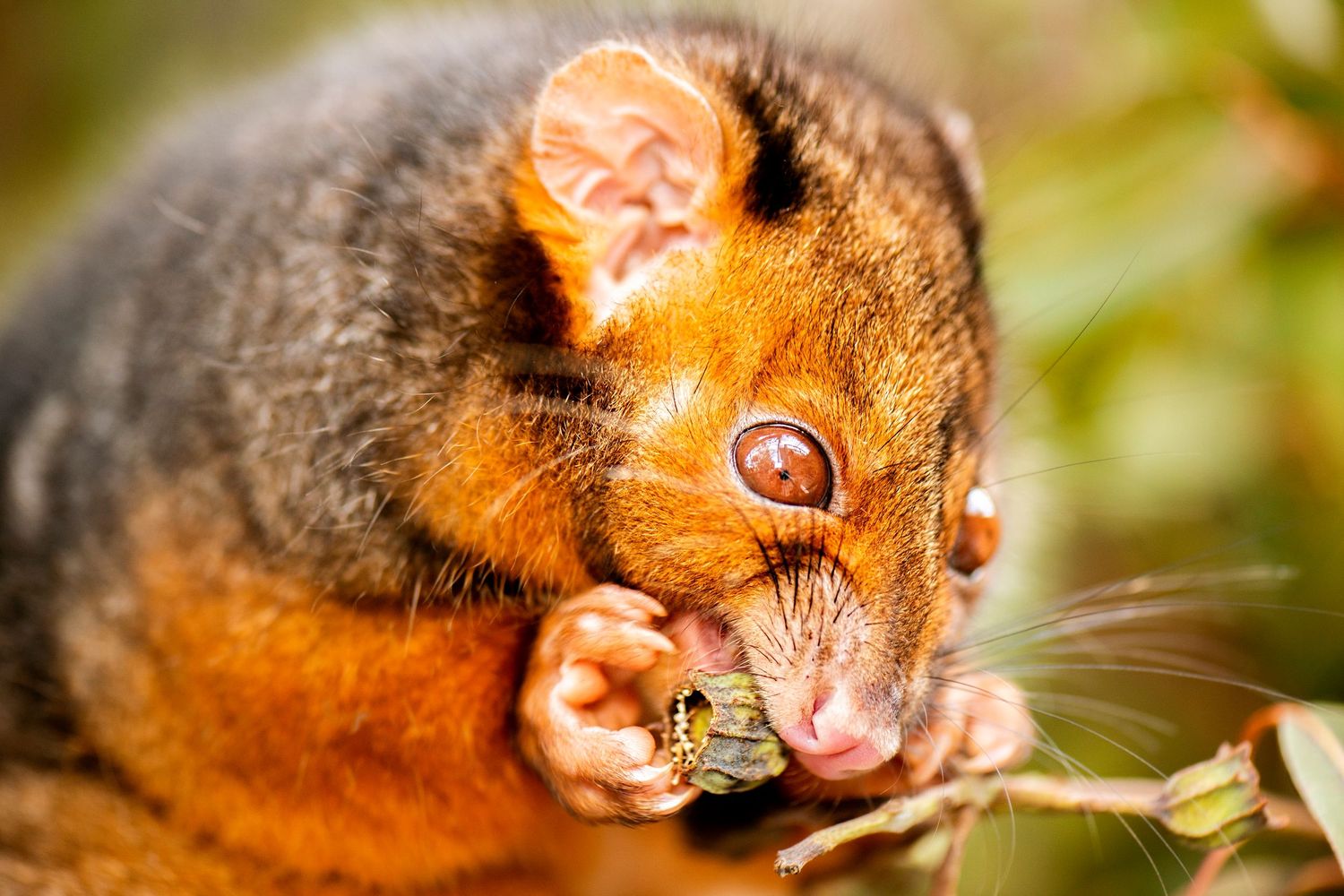 A vibrant ringtail possum clutching and eating a small butterfly among green foliage in the wild.
