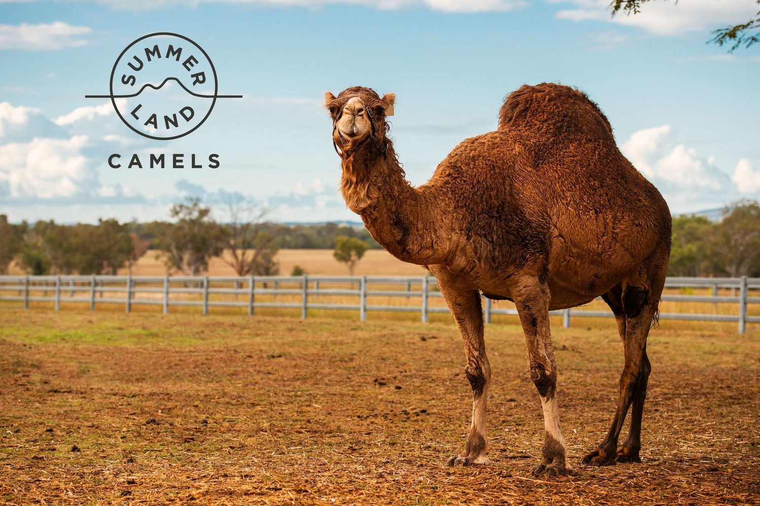 A single-humped camel stands in a dry paddock at Summerland Camels farm in Queensland, Australia.