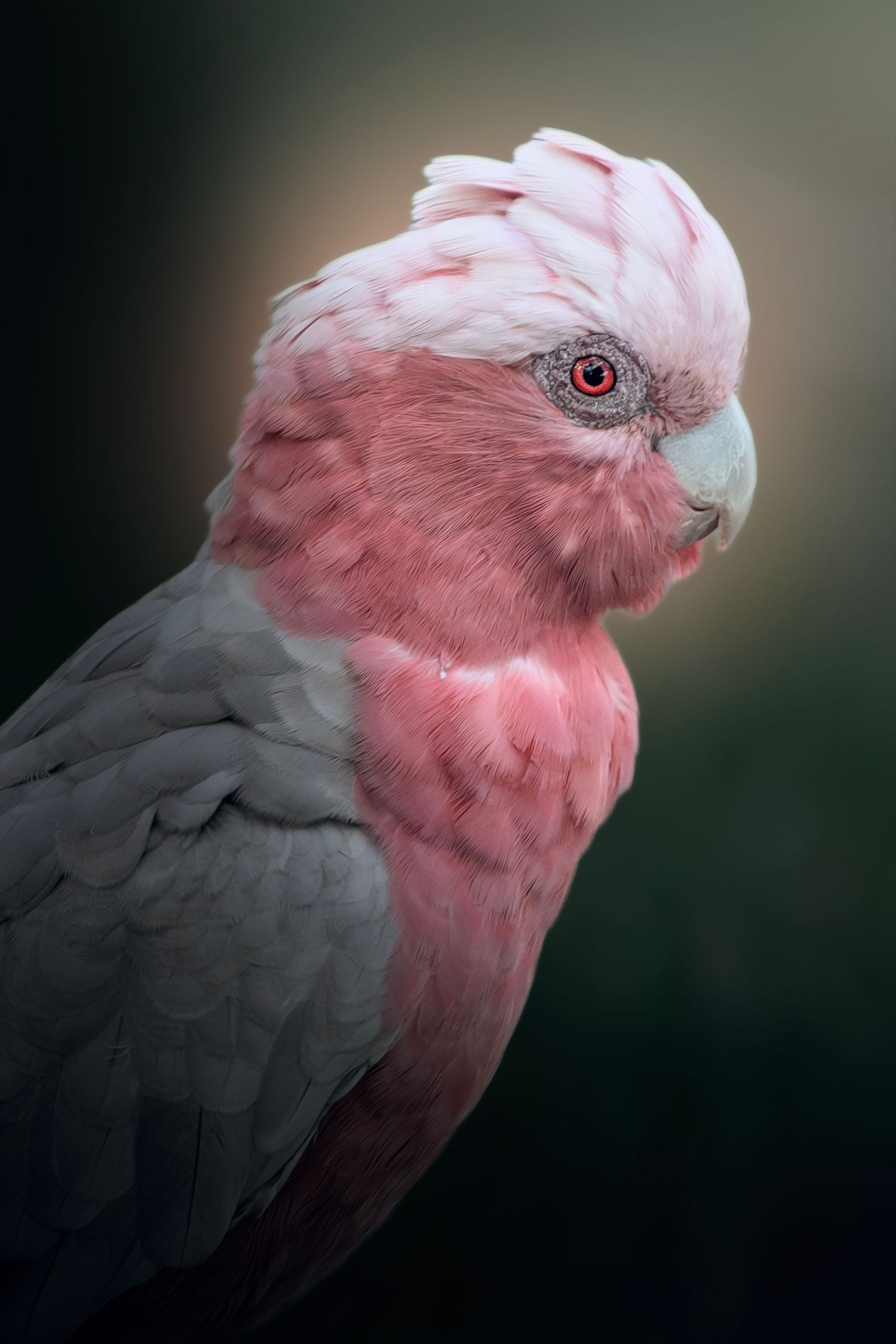 Portrait of a galah cockatoo with pink and grey plumage against dark background.