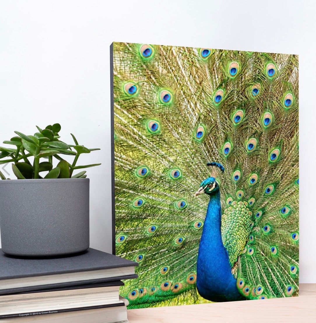 A vibrant peacock displaying its stunning iridescent blue and green plumage in a decorative canvas wall art print.