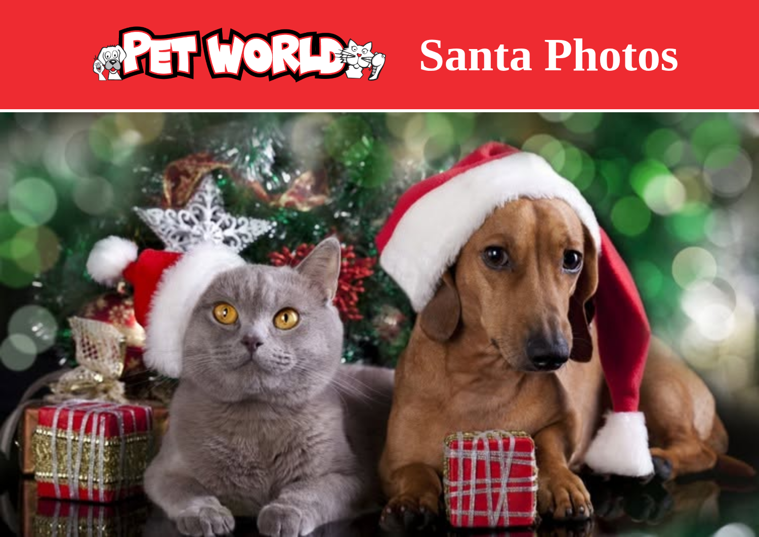 A gray cat and dachshund wearing Santa hats pose with Christmas gifts and tree for Pet World Santa Photos.