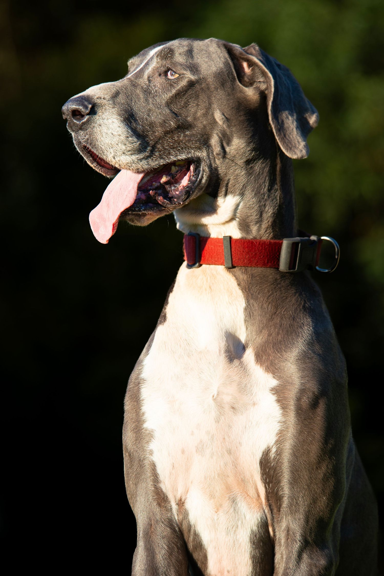 A large Great Dane dog with gray and white markings wearing a red collar sits outdoors with tongue out.