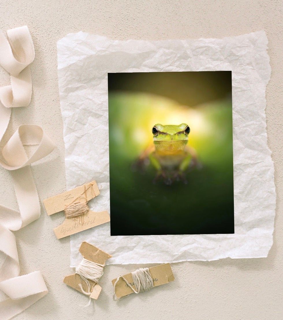 A vibrant green frog photo print displayed on white tissue paper with decorative ribbon and twine accents on a beige surface.