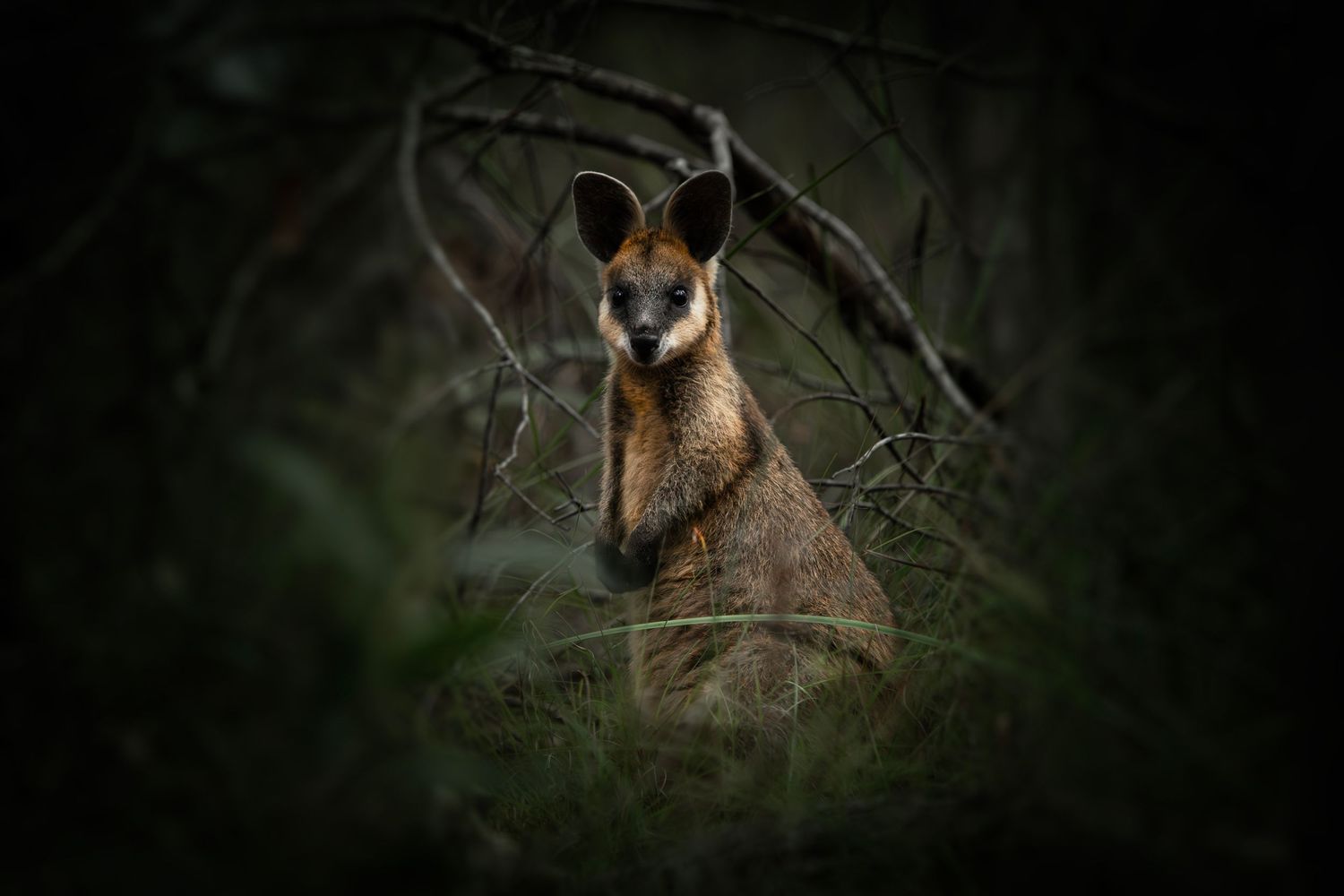 A wild wallaby peers through dense dark forest undergrowth in Australia, illuminated in a moody wildlife portrait.