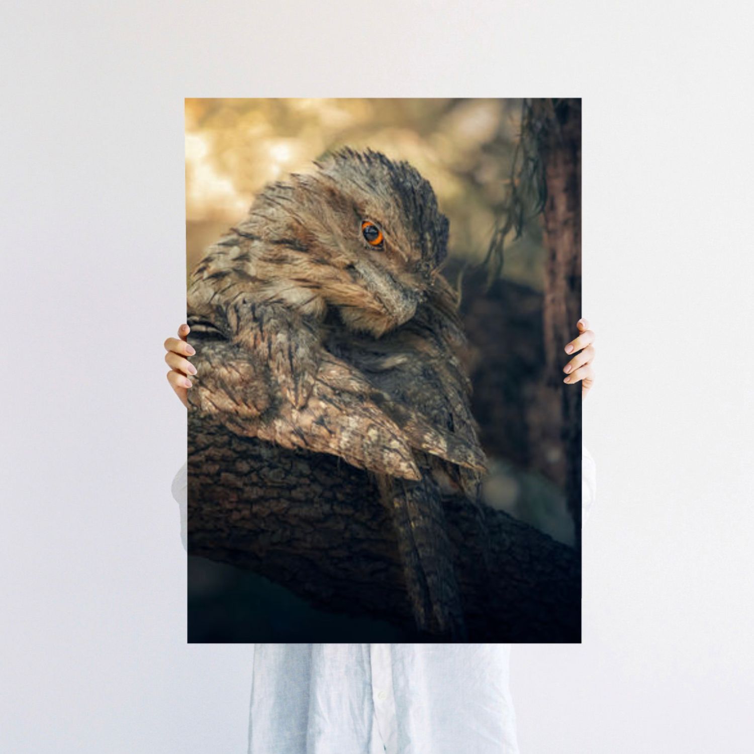 A tawny frogmouth owl perched on a tree branch, showcasing its remarkable camouflage plumage in warm golden light.