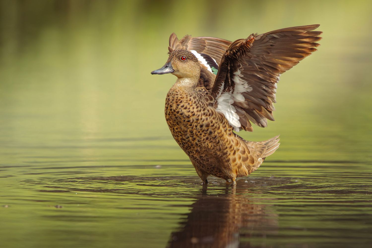 A brown duck spreads its wings gracefully while standing in calm, reflective green water.